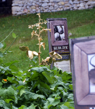 Saara-Maria Kariranta