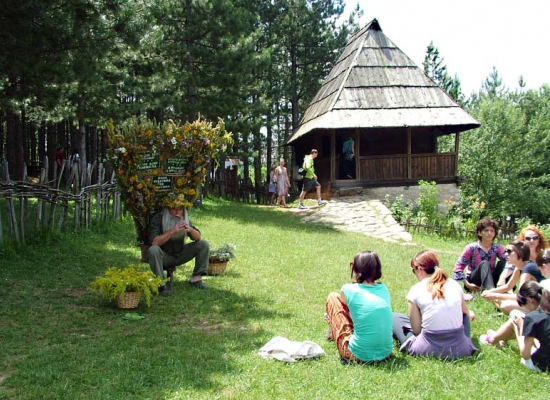 Покретни жбун и прича о лековитом биљу